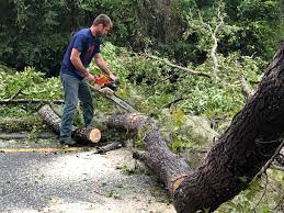 Reliable Eagar, AZ Tree Care Solutions