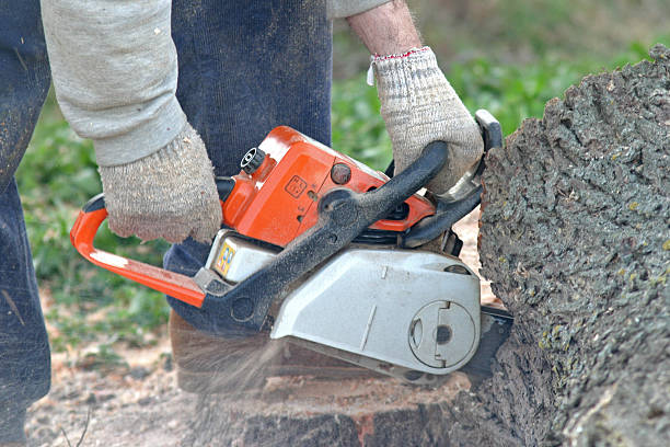 Best Tree Disease Treatment  in Eagar, AZ