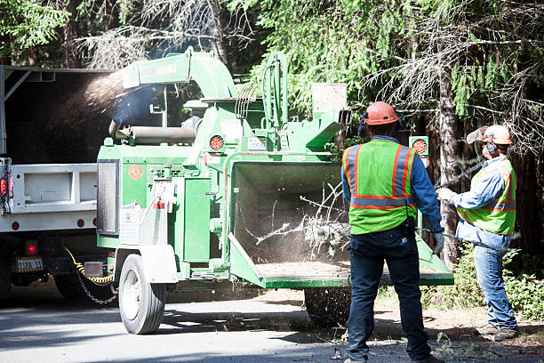 Best Pest Control for Lawns  in Eagar, AZ