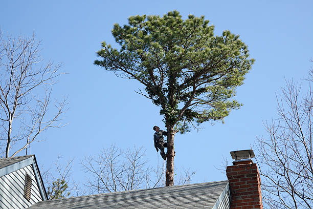 Best Tree Health Inspection  in Eagar, AZ