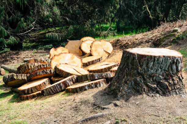 How Our Tree Care Process Works  in  Eagar, AZ